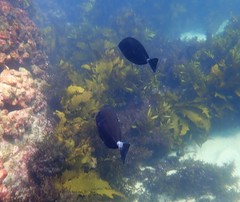 Prionurus microlepidotus