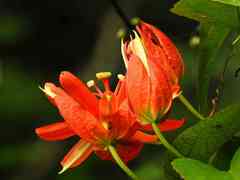 Passiflora coccinea