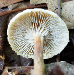Lentinellus flabelliformis