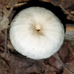 Lentinellus flabelliformis