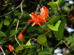 Passiflora coccinea