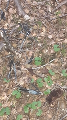 Petroica macrocephala