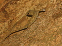 Hemidactylus