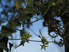 Araujia brachystephana