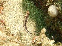 Eupetrichthys angustipes