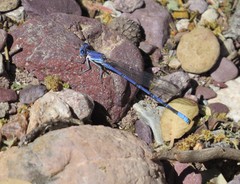 Argia munda