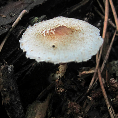 Leucoagaricus dacrytus