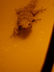 Tarentola gomerensis