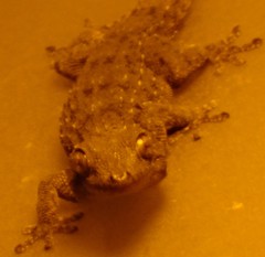 Tarentola gomerensis