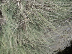 Panicum cupressifolium