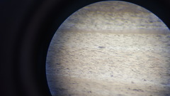 Charadrius alexandrinus