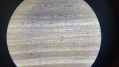 Charadrius alexandrinus