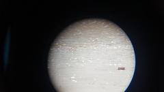 Charadrius alexandrinus