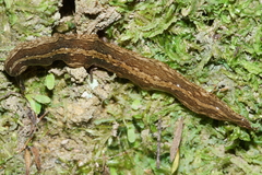 Australopacifica mariae