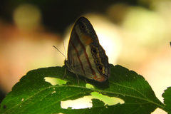 Cissia pseudoconfusa