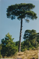 Pinus nigra salzmannii