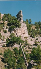 Pinus nigra salzmannii