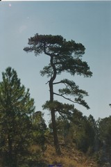 Pinus nigra salzmannii