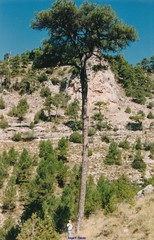 Pinus nigra salzmannii