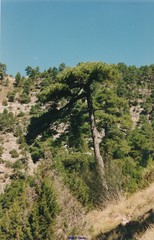 Pinus nigra salzmannii