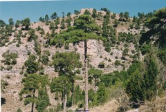 Pinus nigra salzmannii