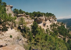Pinus nigra salzmannii
