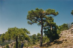 Pinus nigra salzmannii