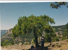 Pinus nigra salzmannii