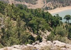 Pinus nigra salzmannii