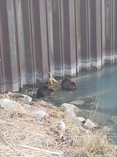 American Beaver photographed in Illinois