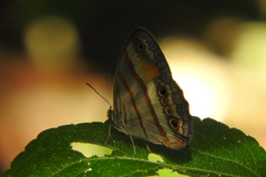 Cissia pseudoconfusa