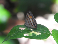 Cissia pseudoconfusa