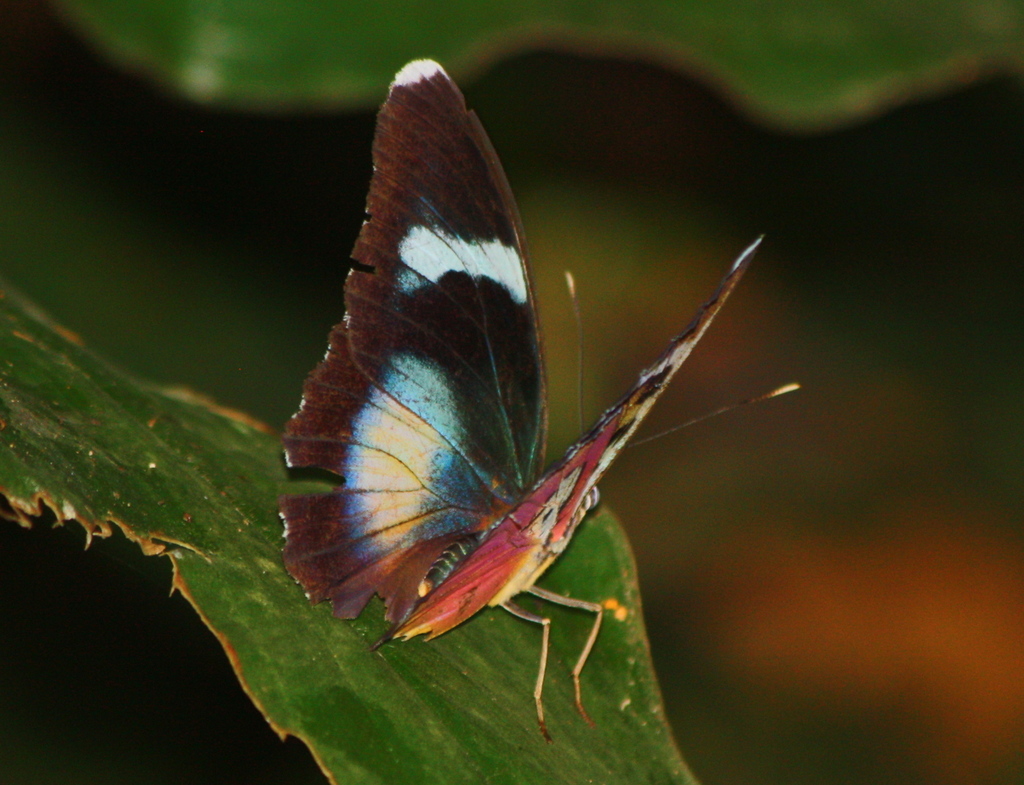 Common Pink Forester