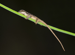 Anolis lionotus