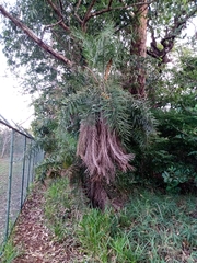 Syagrus flexuosa