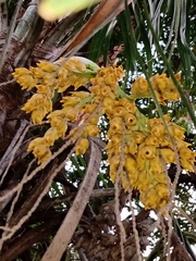 Syagrus flexuosa