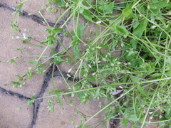 Stellaria ruderalis