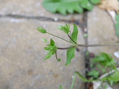 Stellaria ruderalis