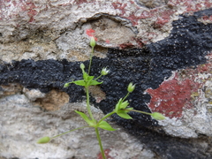 Stellaria ruderalis