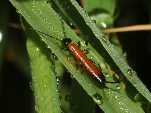 Lined Earwig