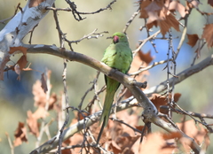 Psittacula krameri