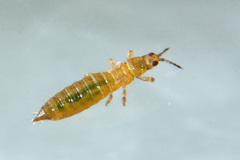 Anaphothrips obscurus