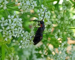 Polemius denticornis