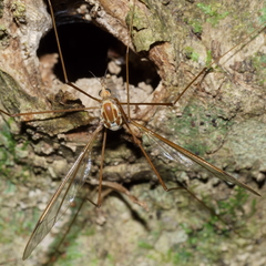 Leptotarsus elongatus