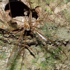 Leptotarsus elongatus