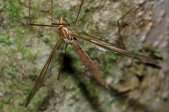 Leptotarsus elongatus