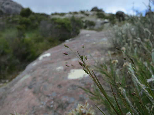 Panicum spergulifolium image