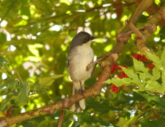 Microspingus cinereus