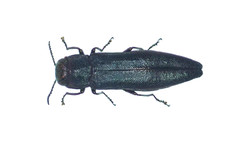 Agrilus politus