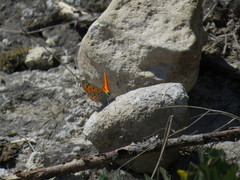 Lycaena ochimus